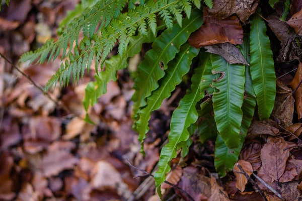 Duitsland Varens Dode Bladeren Bodem Van Het Bos — Stockfoto