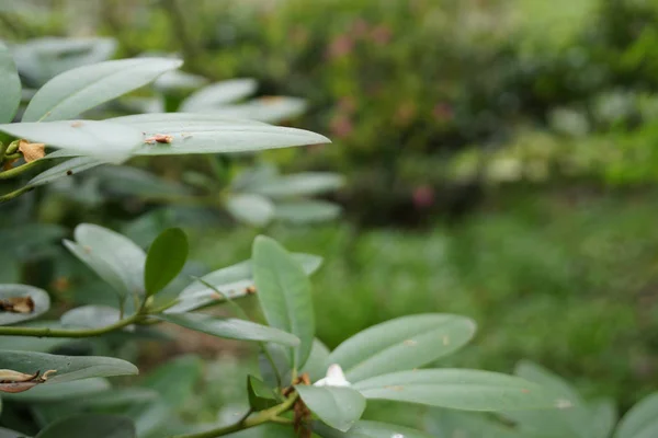 德国观光叶生长植物植物园 — 图库照片