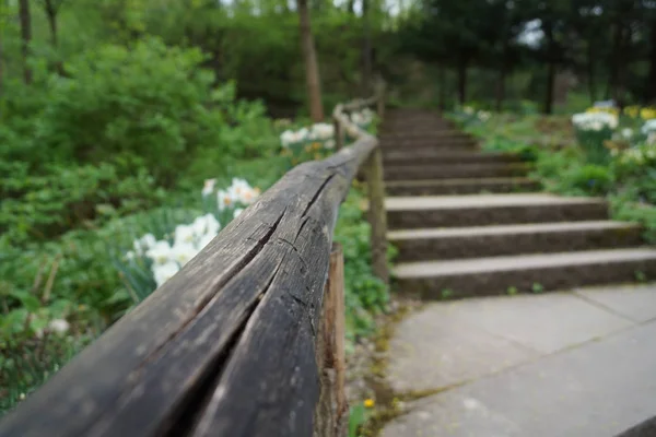 Alemania Turismo Hoja Creciente Planta Jardín Botánico —  Fotos de Stock