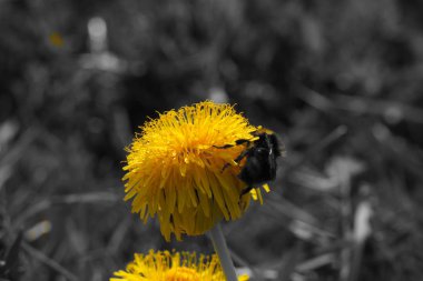 Almanya gezi siyah beyaz sarı çiçek çayır