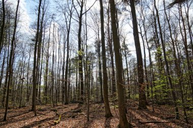 Almanya gezi orman lightbeams sonbahar bulutlar