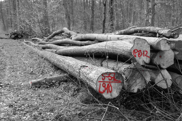 Германия Черно Белые Красные Спиленные Деревья — стоковое фото