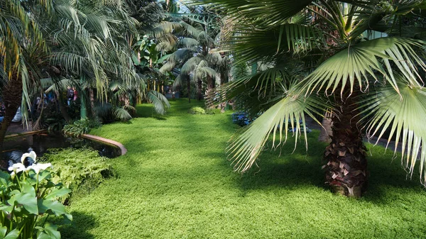 art deco çayırda ev palm büyümek ve seyahat Almanya çim