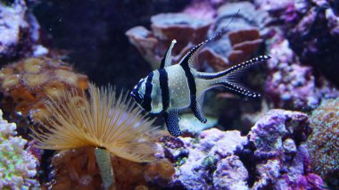 Mercan balık anemon mercan önünde seyyar Almanya Yüzme