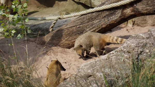 coatimundi amazon burun ayı yemek gezici Almanya için arıyorsunuz