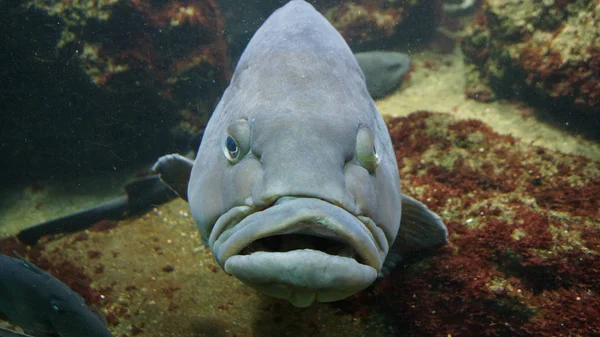 Crumpy Looking Big Fish Grey Traveling Germany — Stock Photo, Image