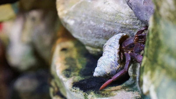 Cangrejo Ermitaño Arrastrándose Fuera Del Agua Viajar Por Alemania — Foto de Stock