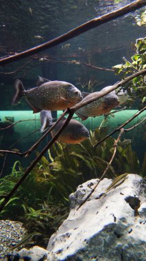 amazonas seyyar Almanya Yüzme Piranha sürüsü