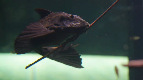 Loricariid Catfish Cleaning Stick Traveling Germany — Stock Photo, Image