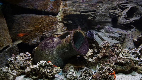 Coral Reef Fisk Som Simmar Framför Anemoner Koraller Resande Tyskland — Stockfoto