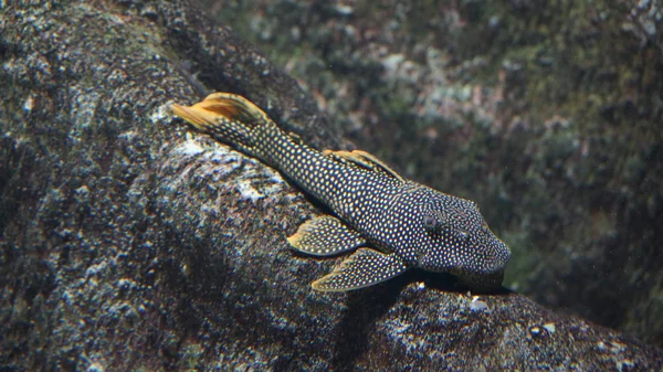 Loricariid Catfish Cleaning Stick Traveling Germany — Stock Photo, Image