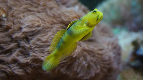 Coral Reef Fish Swimming Front Anemones Corales Traveling Germany — Foto de Stock