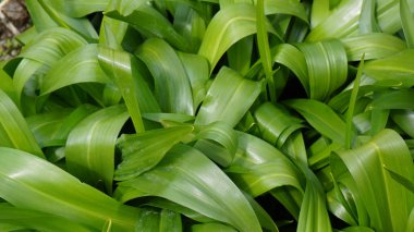 Botanik Bahçesi munich Bavyera nymphenburg buğday