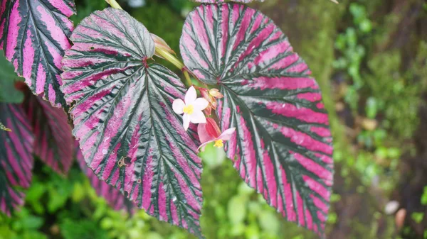 Botanical garden munich bavaria nymphenburg purple green leaf — Stock Photo, Image