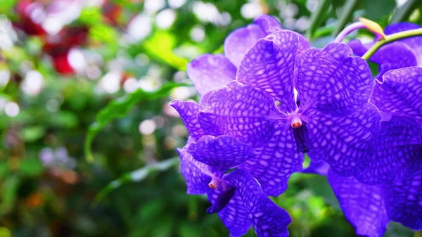 Jardim botânico Munique baviera nymphenburg orquídea azul — Fotografia de Stock