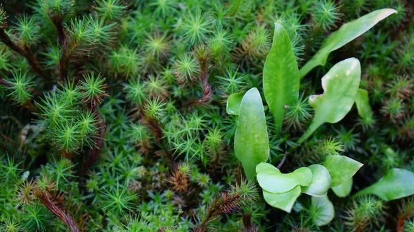 식물원 뮌헨 바바리아 nymphenburg 늪 식물 이끼 — 스톡 사진