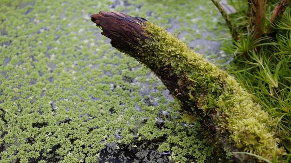 Jardín botánico munich bavaria nymphenburg tronco madera musgo lago — Foto de Stock