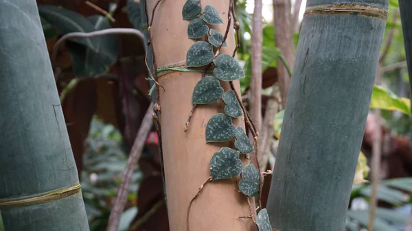 植物園ミュンヘン バイエルン ニンフェンブルク竹 — ストック写真