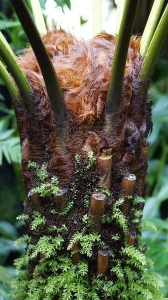 Botanická zahrada Mnichov Bavorsko nymphenburg palm tree maker — Stock fotografie