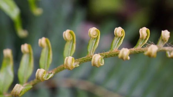 植物园小岛巴伐利亚南芬堡幼蕨类植物 — 图库照片