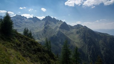 dağda büyüyen iğne yapraklılar