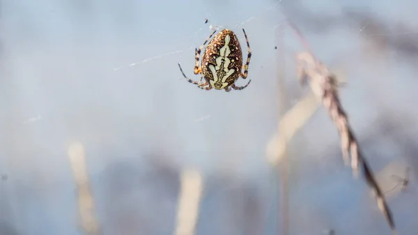 Nahaufnahme einer giftigen Spinnennetzspinne — Stockfoto