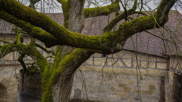 Arbre couvert de mousse en face de l'ancien hôtel de ville — Photo