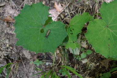 uçan böcek oturan ve bekleyen büyük yaprak