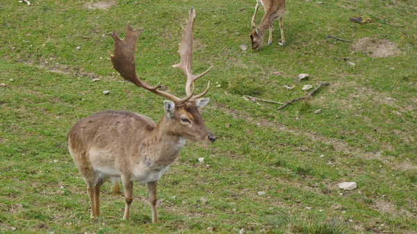 Cervo macho com chifres no campo de grama — Fotografia de Stock