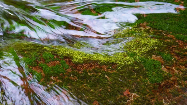 Musgo creciendo bajo el agua bosque negro río —  Fotos de Stock