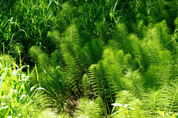 Samambaia e musgo crescendo em wutach canyon floresta negra — Fotografia de Stock