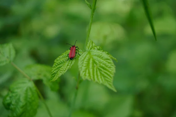 Besouro fogo vermelho sentado na folha verde — Fotografia de Stock