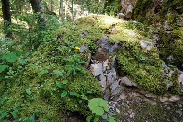 Rock covered with moss in black forest — Stock Photo, Image