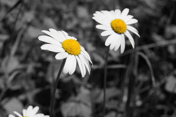 Fekete-fehér és sárga képet Daisy virágok — Stock Fotó