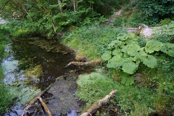 Pequeño arroyo de agua natural en el bosque negro — Foto de Stock