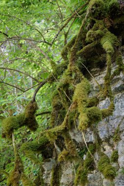 Ağaç kökleri yosun kaplı