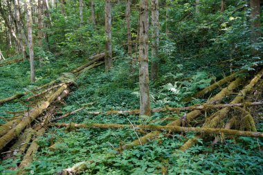 siyah orman sahne düşmüş ağaçlar ve yeşil bitkiler