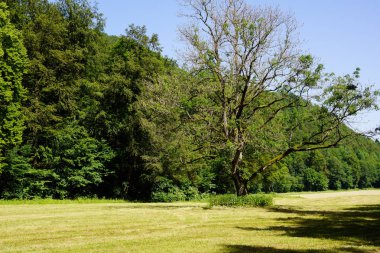 tek meşe ağacı ve orman ile yaz çayır