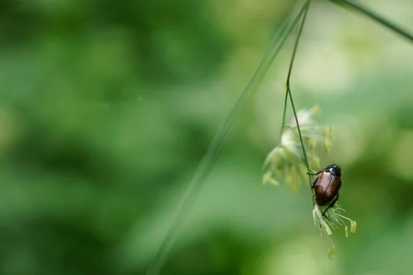 Besouro bug chafer sentado na grama na frente de fundo verde — Fotografia de Stock