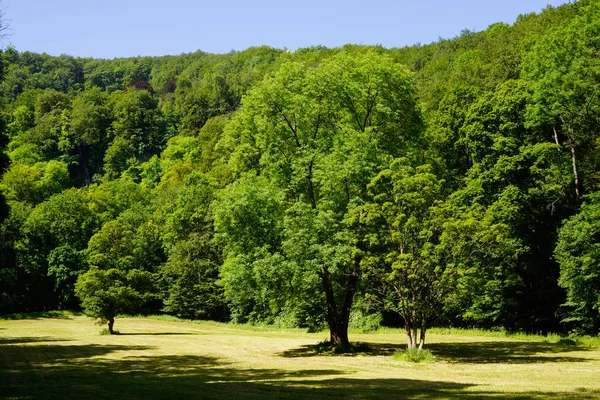 Enorme eik op weide met bos in de achtergrond — Stockfoto