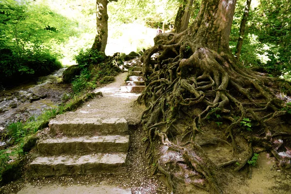 Schodiště a divoké ozdobné kořeny stromů — Stock fotografie
