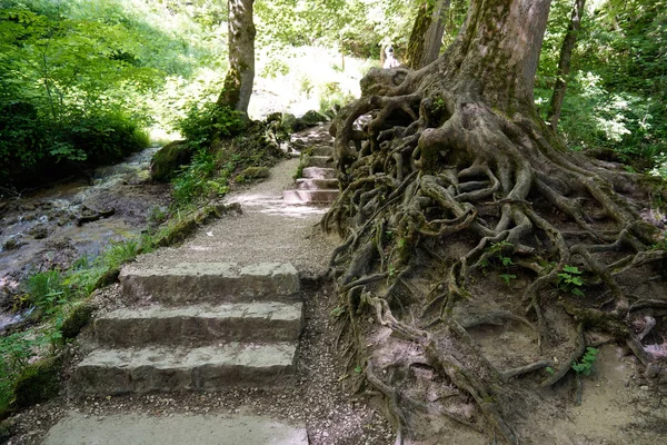 Kořeny divokých stromů v biosféře švábských alb — Stock fotografie