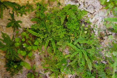 duvarda büyüyen küçük eğrelti ve yosun bitkileri