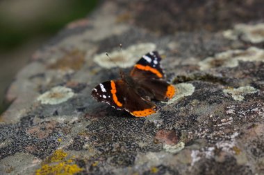 Amiral kelebek taş liken ile makro