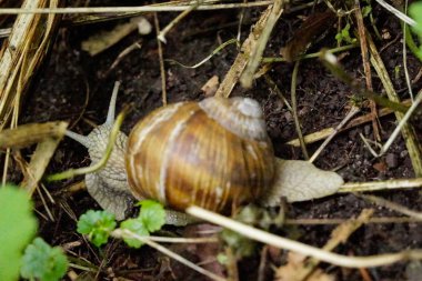 Bordo salyangoz orman topraklarında tarama