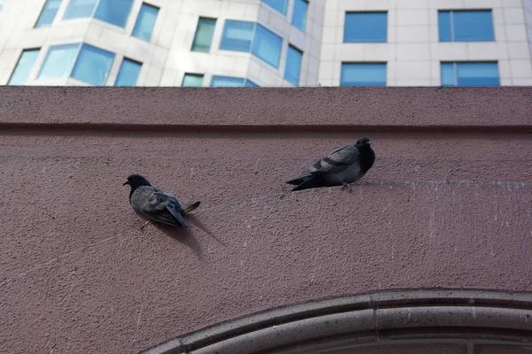 Περιστέρι πουλιά που κάθεται στο σπίτι πρόσοψη La Downtown — Φωτογραφία Αρχείου