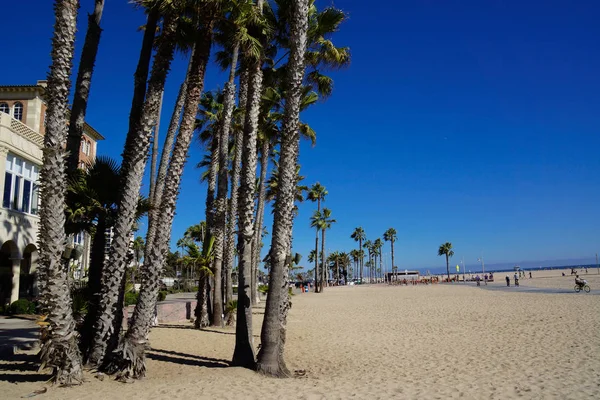 Santa Monica State Beach with palm trees — Stock Photo, Image