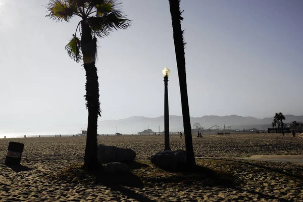 Palm tree και οδός φανάρι σε παραλία venice — Φωτογραφία Αρχείου