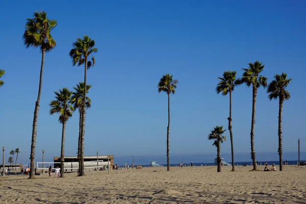 Palm trees and sand in los angeles — Stock Photo, Image