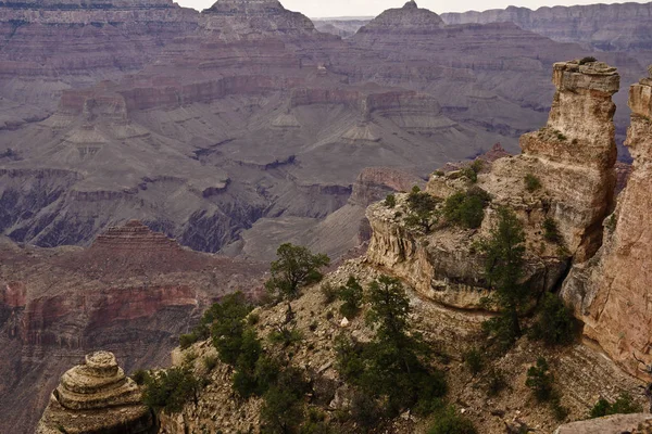 Coníferas crescendo em grande penhasco canyon — Fotografia de Stock